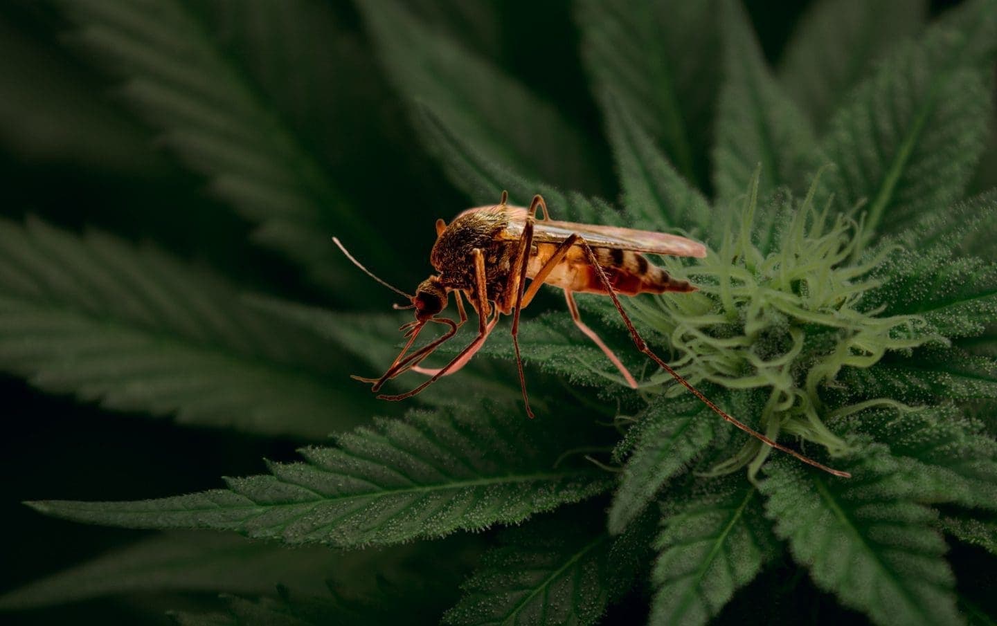 Marijuana as a treatment for malaria
