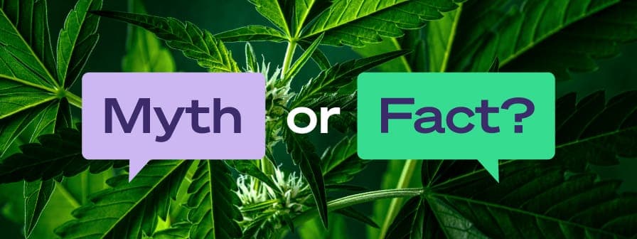 marijuana myths to stop believing today