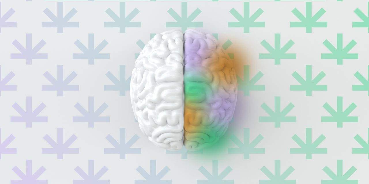 top view of human brain, half colored white while the other half had multiple colors