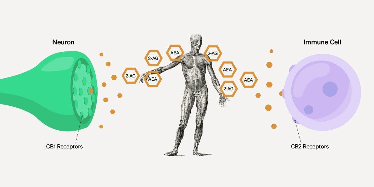 structure of human cannabinoid receptors